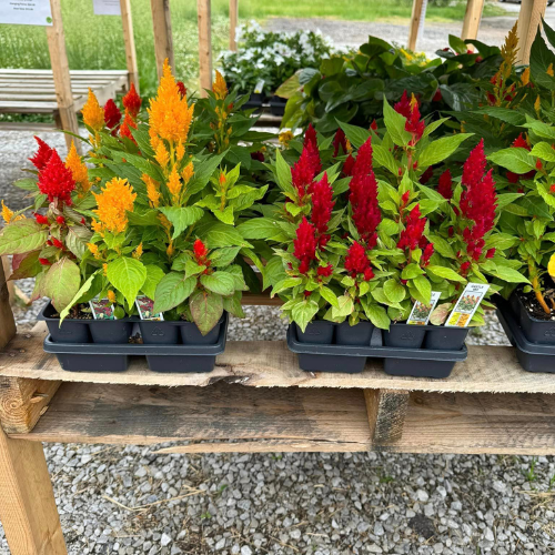 Lawn and garden supplies