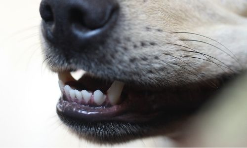 Pet Dental Health