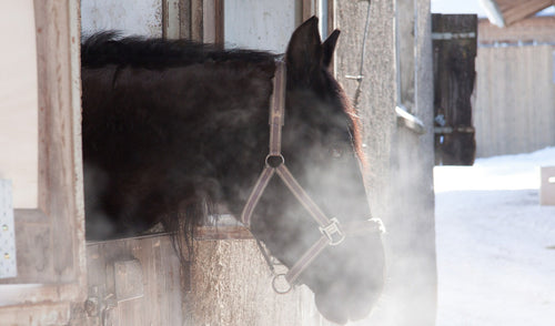 Winter May Mean Increased Respiratory Problems for Horses