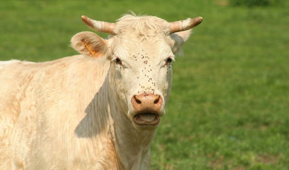 Fly Control in Cattle Herds