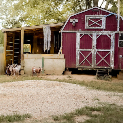 Farm & Ranch SuppliesGoats walking outside of a red barn