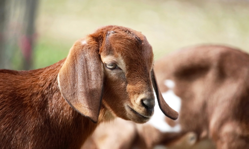 A brown goat standing in a pasture.